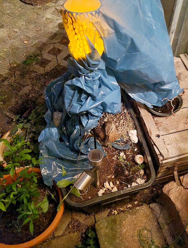 Entenmutter br&uuml;tet Eier in Hinterhof aus