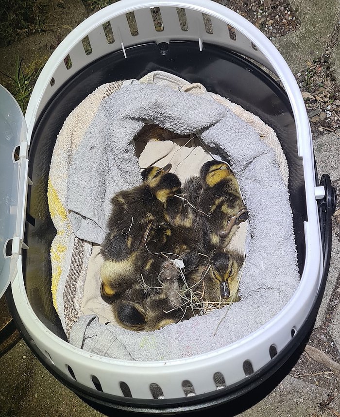 Entenmutter br&uuml;tet Eier in Hinterhof aus