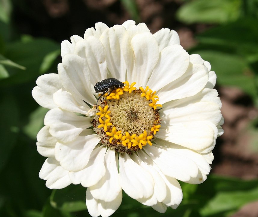 Es summt und brummt im Garten