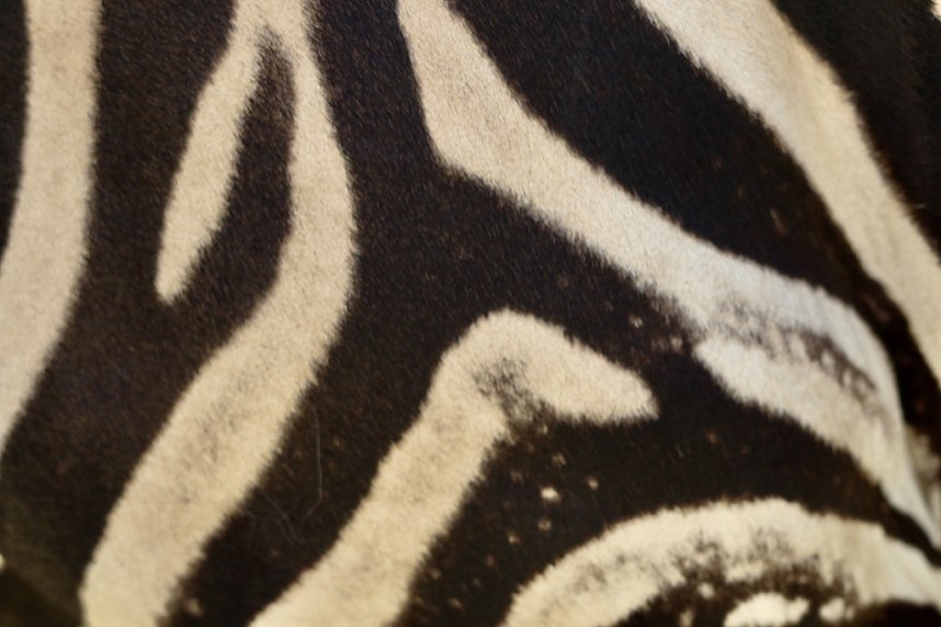 Auch Tiere mit sonderbaren Zeichnungen leben im Zirkus Salto