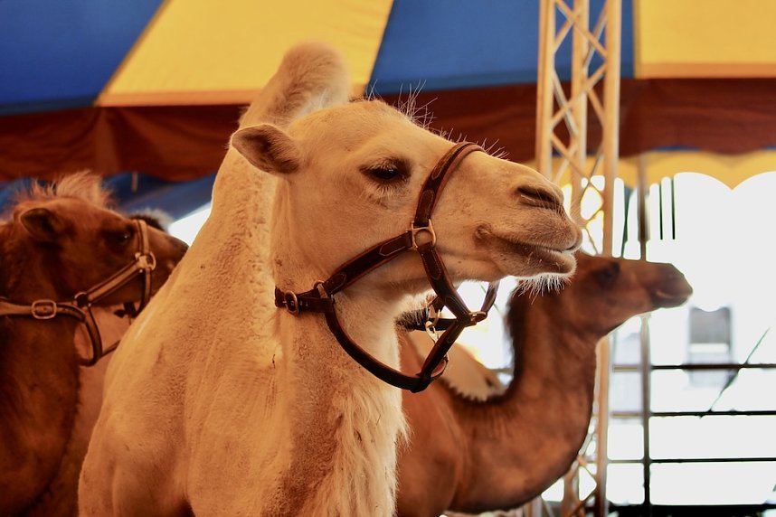 Circus Salto gastiert in Sondershausen