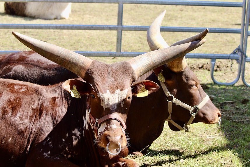 Circus Salto gastiert in Sondershausen