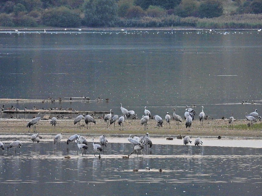 Die Kraniche sind zur&uuml;ck