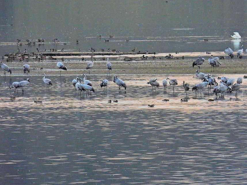 Die Kraniche sind zur&uuml;ck