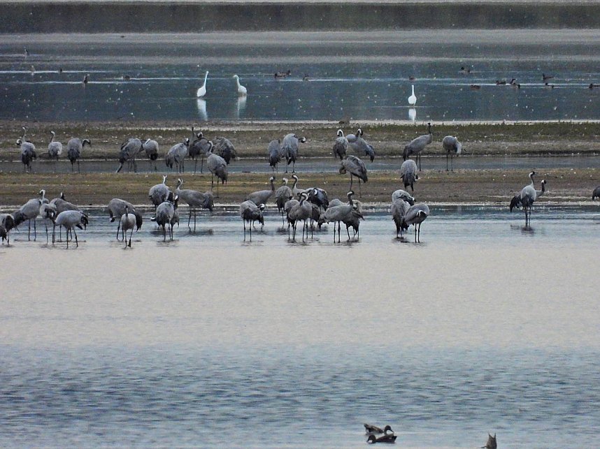 Die Kraniche sind zur&uuml;ck