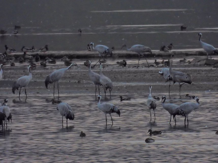Die Kraniche sind zur&uuml;ck
