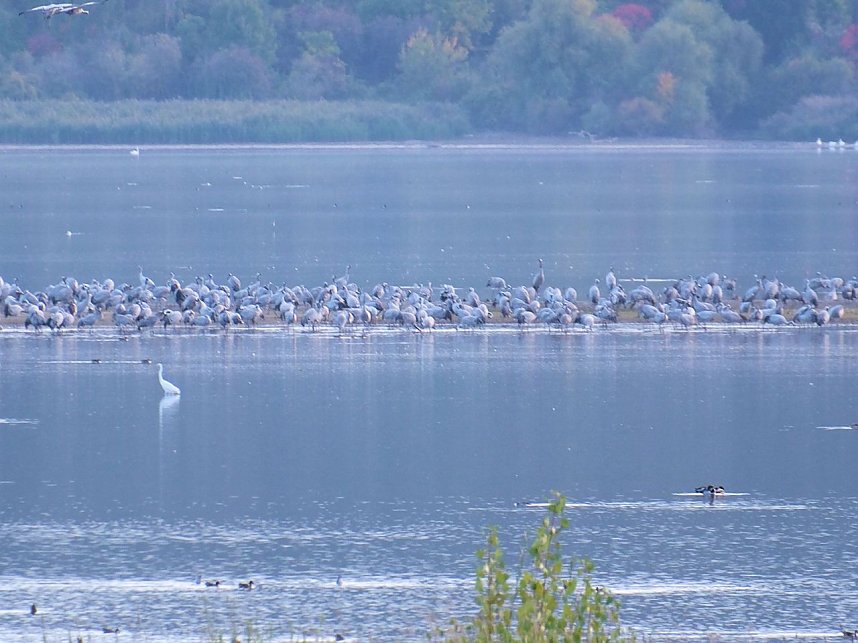 Peter Blei unter Kranichen