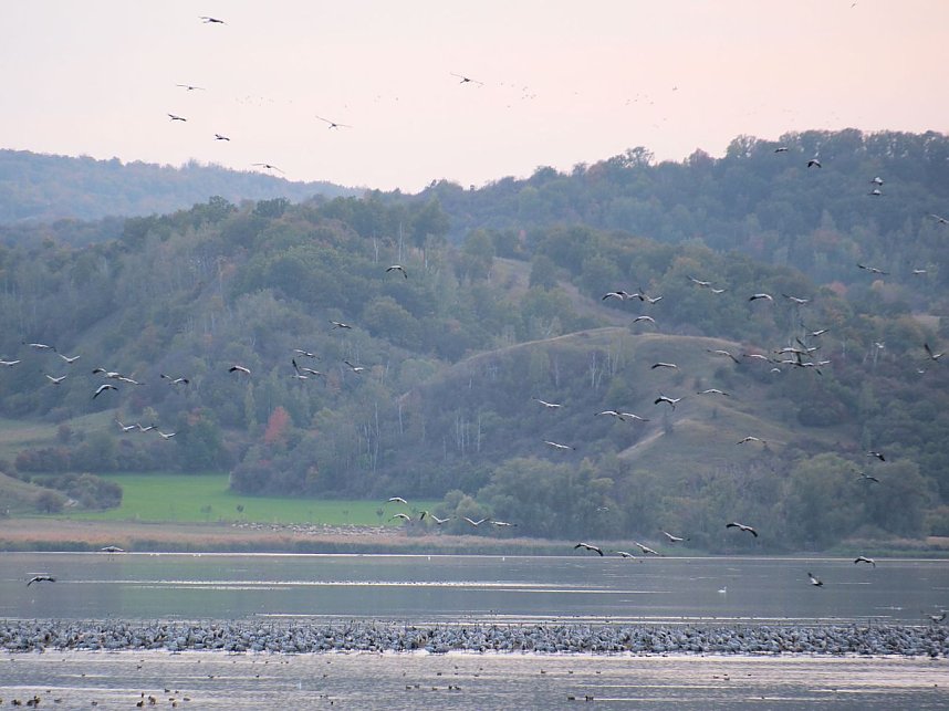 Peter Blei unter Kranichen