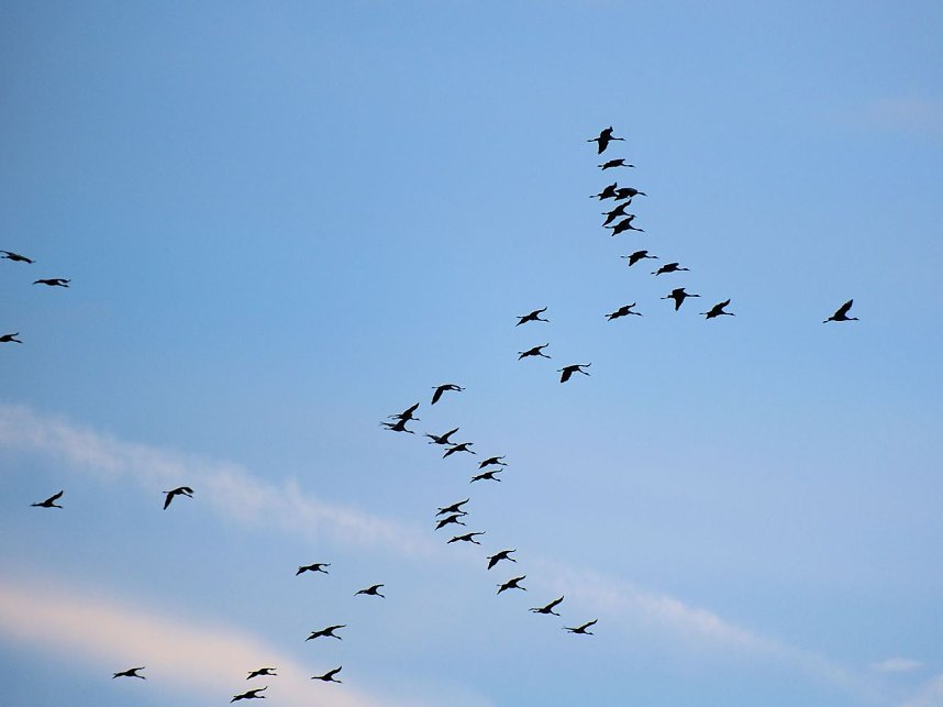 Peter Blei unter Kranichen