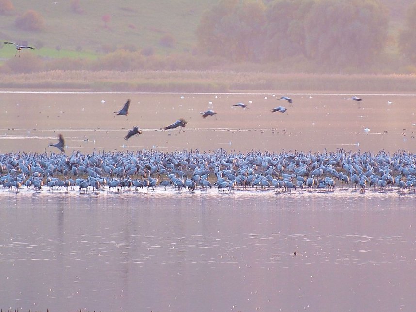 Peter Blei unter Kranichen