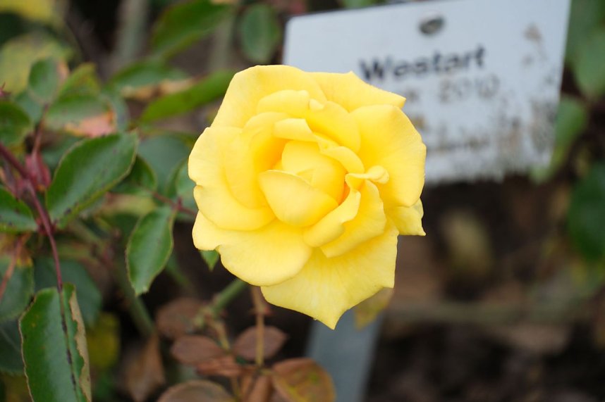 Saisonabschluss im Rosarium
