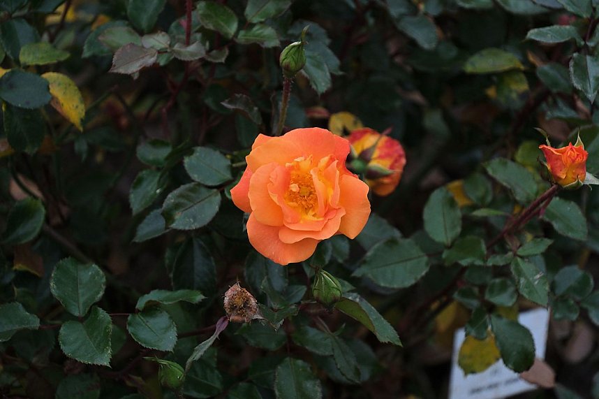 Saisonabschluss im Rosarium