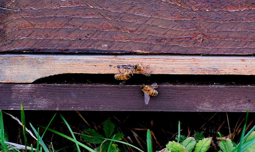 Saisonabschluss im Rosarium