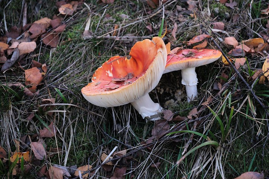 Peter Blei unterwegs im Harz