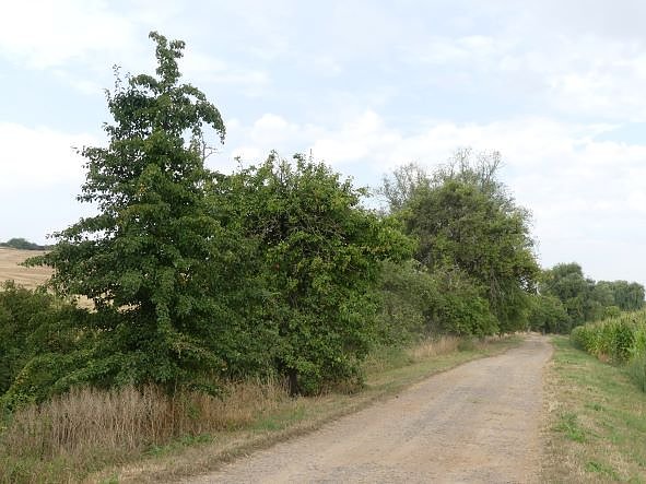 Im Kyffh&auml;userkreis finden sich viele pflegebed&uuml;rftige Obstbaumaleen
