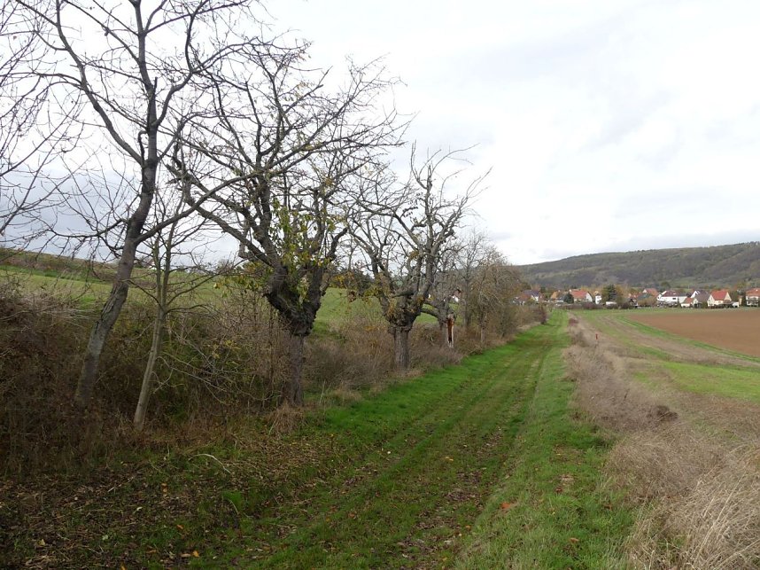 Im Kyffh&auml;userkreis finden sich viele pflegebed&uuml;rftige Obstbaumaleen
