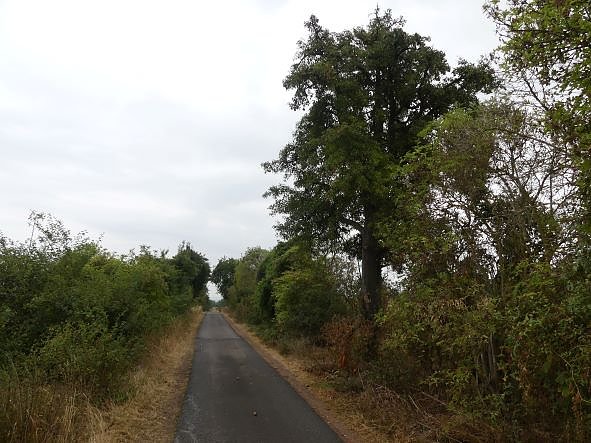 Im Kyffh&auml;userkreis finden sich viele pflegebed&uuml;rftige Obstbaumaleen