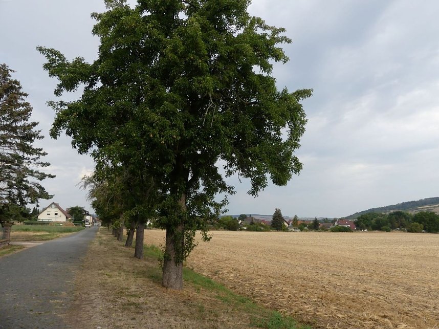 Im Kyffh&auml;userkreis finden sich viele pflegebed&uuml;rftige Obstbaumaleen