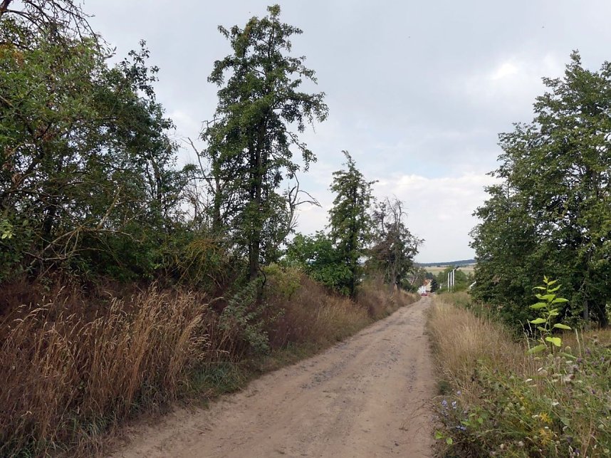 Im Kyffh&auml;userkreis finden sich viele pflegebed&uuml;rftige Obstbaumaleen