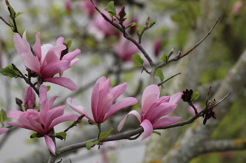 Jahresr&uuml;ckblick 2022 - Kyffh&auml;userkreis