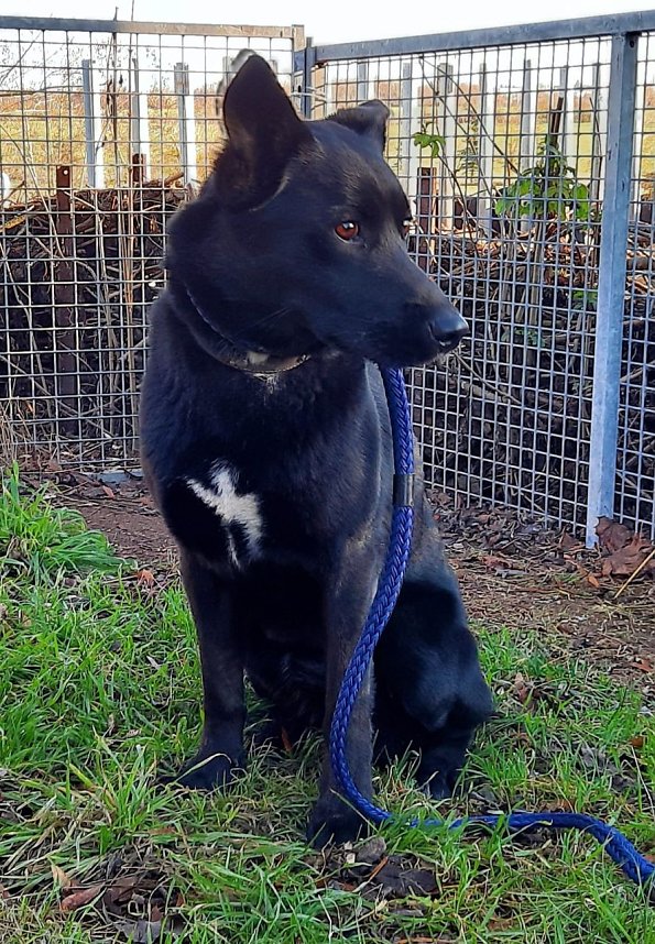 Ausgeb&uuml;chster Hund besch&auml;ftigte gestern 25 Rettungskr&auml;fte