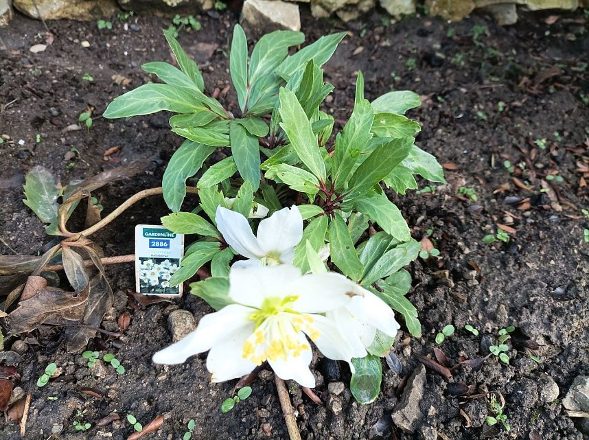 Christrosen im Januar sind nicht ungew&ouml;hnlich