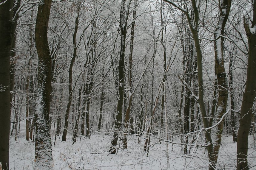 Winter im Kyffh&auml;userwald