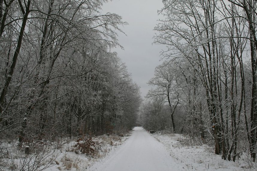 Winter im Kyffh&auml;userwald