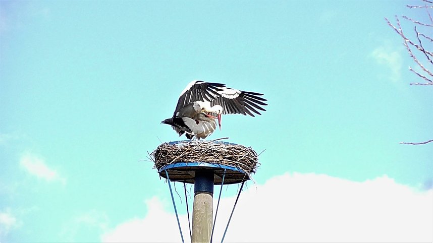 St&ouml;rche zu Gast