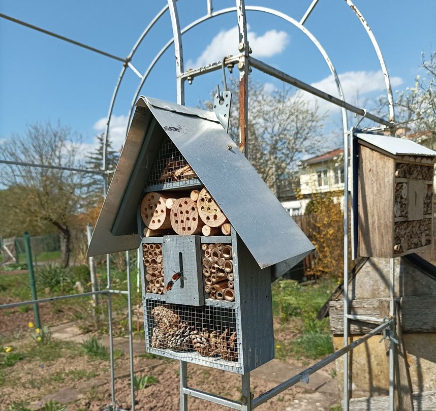 Insekten sind schon wieder an der Arbeit