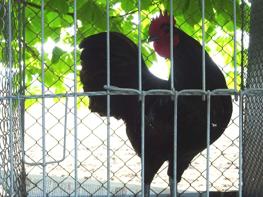 H&auml;hnekr&auml;hen in Etzleben