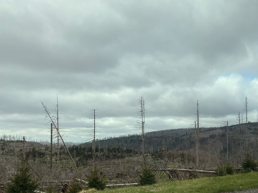 Oberharz bei Torfhaus