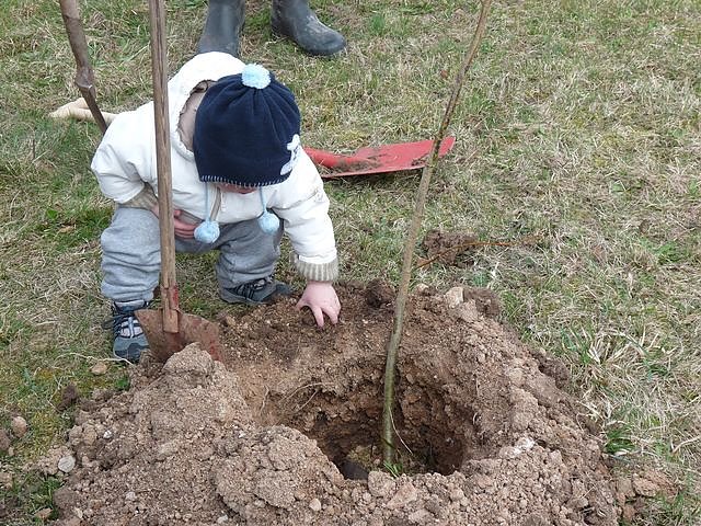 Baumpflanzung Bad Frankenhausen