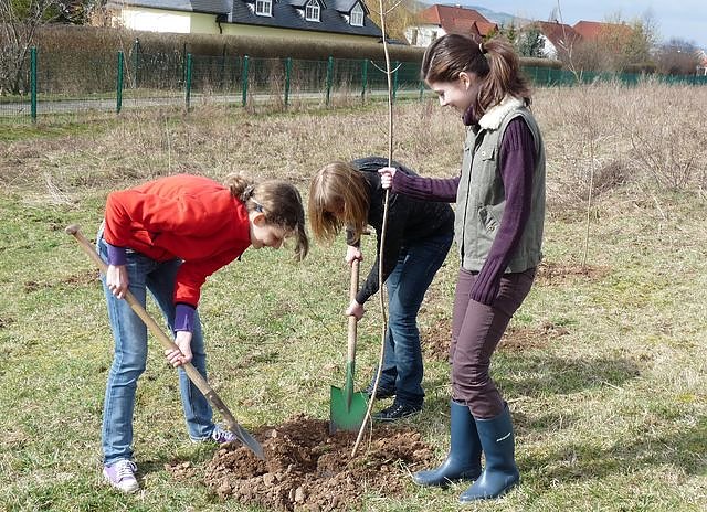 Baumpflanzung Bad Frankenhausen