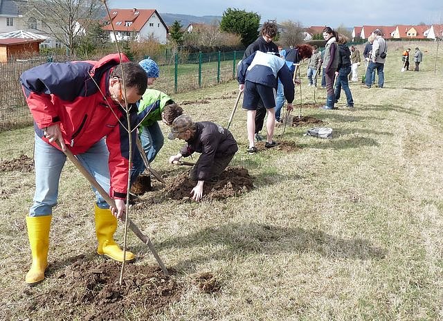 Baumpflanzung Bad Frankenhausen