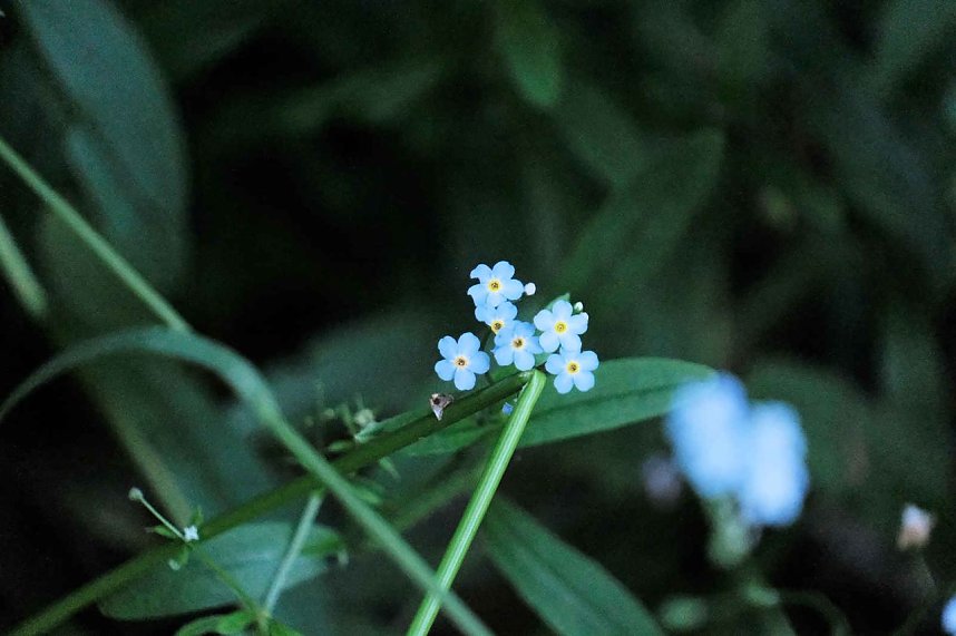 Die Wunder der Natur eingefangen von der Kamera