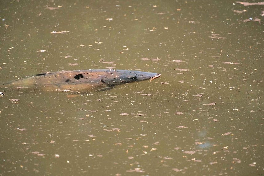 Die Wunder der Natur eingefangen von der Kamera