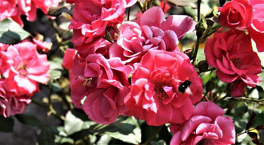 Schnappsch&uuml;sse aus der Goldenen Aue