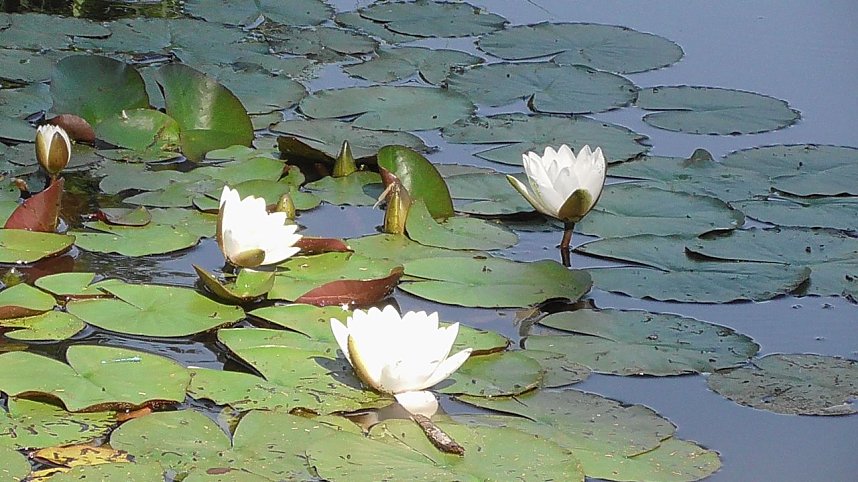 Schnappsch&uuml;sse aus der Goldenen Aue