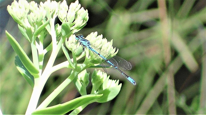 Schnappsch&uuml;sse aus der Goldenen Aue