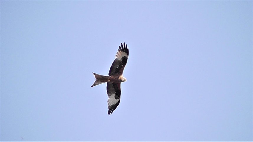 Schnappsch&uuml;sse aus der Goldenen Aue