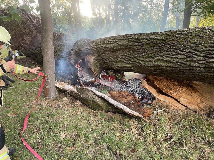 Angez&uuml;nderter Baum im Schlosspark