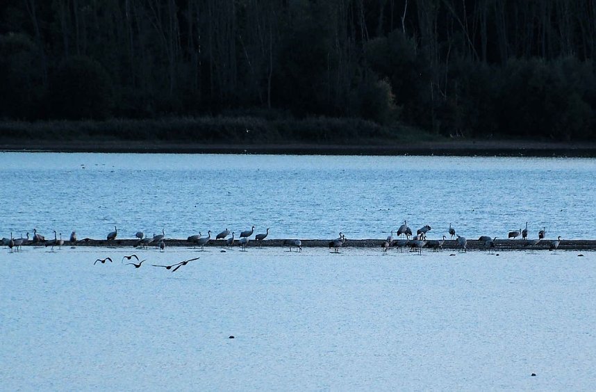 R&uuml;ckkehr der Kraniche