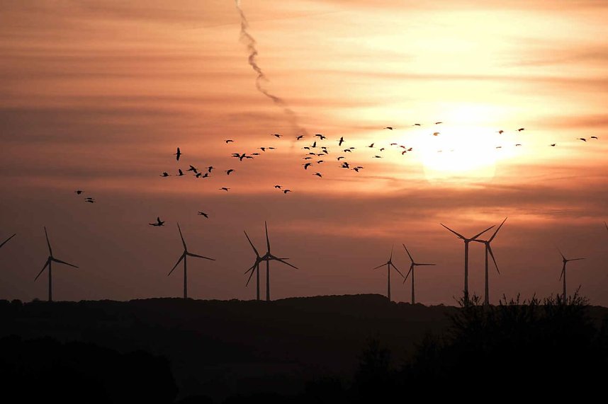 R&uuml;ckkehr der Kraniche