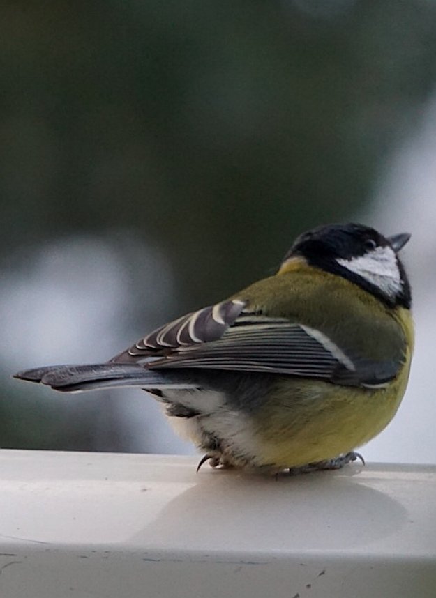 Kohlmeisen freuen sich &uuml;ber eine F&uuml;tterung im Winter