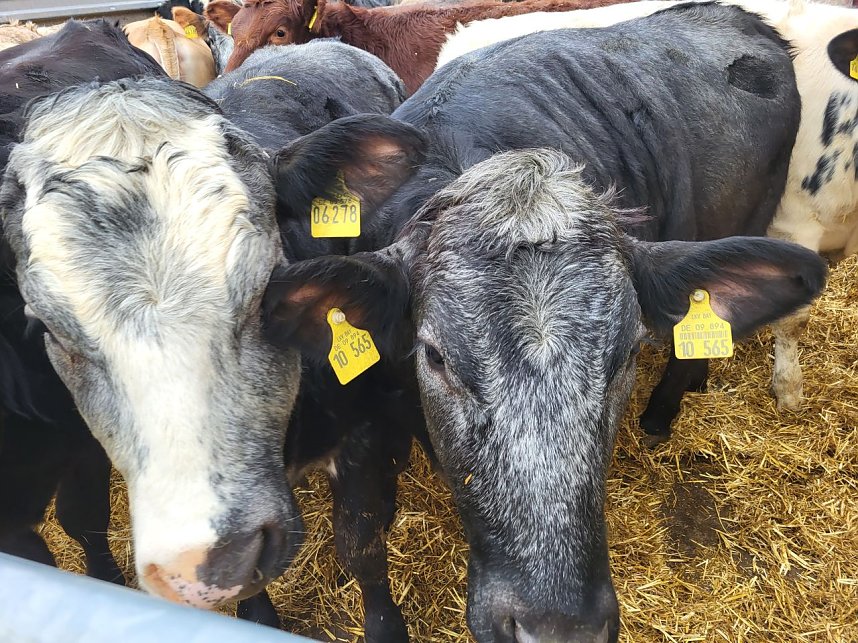 Zu Besuch auf dem Bauernhof