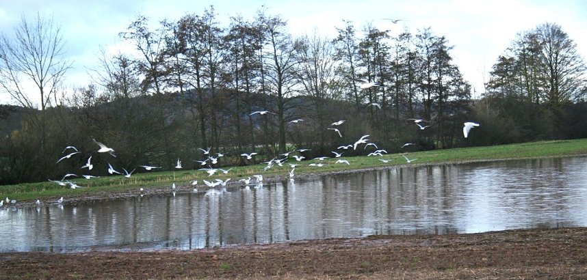 Wasser auf den Feldern der Goldenen Aue