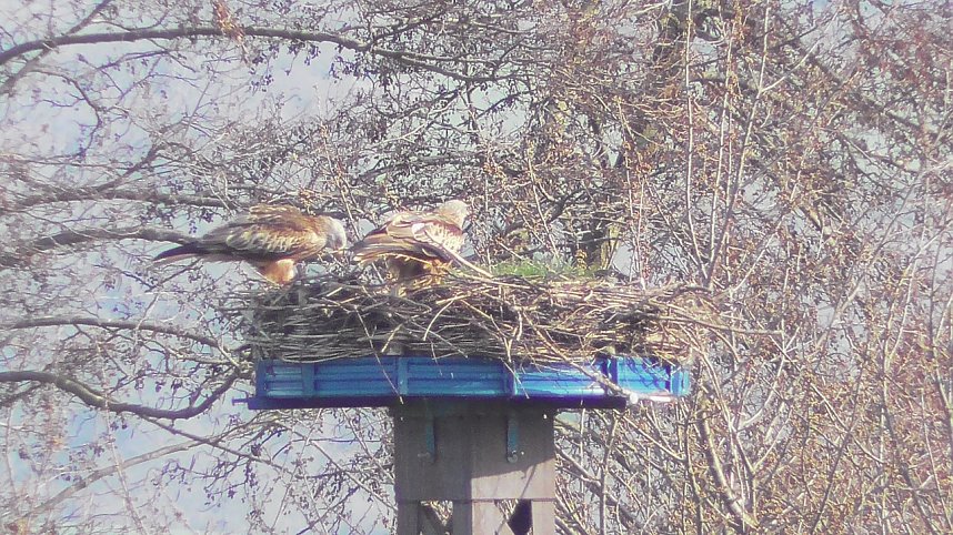 Rotmilanpaar am Stausee Kelbra