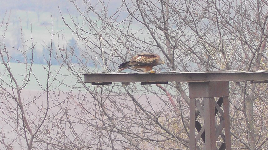 Rotmilanpaar am Stausee Kelbra