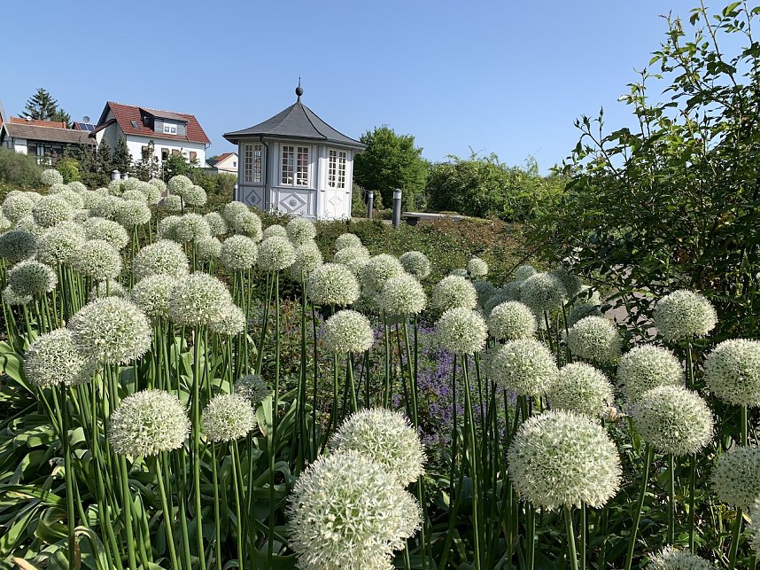 Impressionen aus der Rosenstadt Bad Langensalza